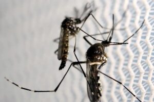 Butantan autorizado a produzir vacina contra chikungunya