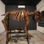 Museu do Zoo de Brasília reabre com roteiro interativo e acessível
