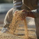IBGE prevê safra recorde de 350,4 milhões de toneladas em 2026