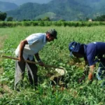 DF orienta sobre regularização de área rural