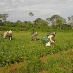 Agricultor familiar: o herói anônimo do DF